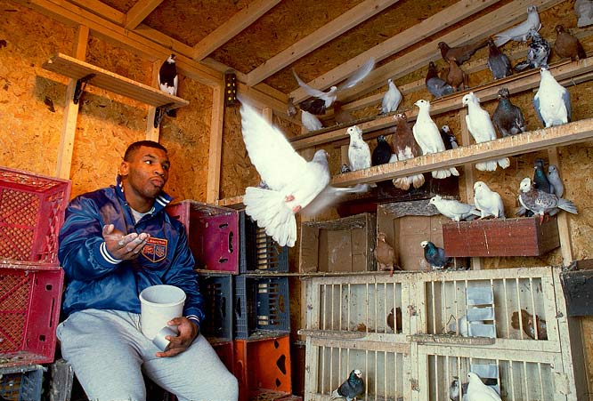mike-tyson-pigeons-coop.jpg