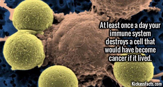 2076-Immune-system-Cancer-Cell1.jpg