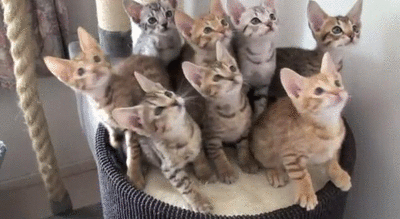 w7m0it3c2pqe.gif