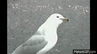 YXsvgo.gif