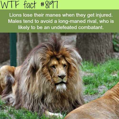tumblr_p0f4t0HzBi1roqv59o1_500.png