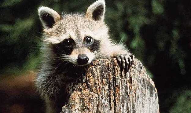 coon.jpg