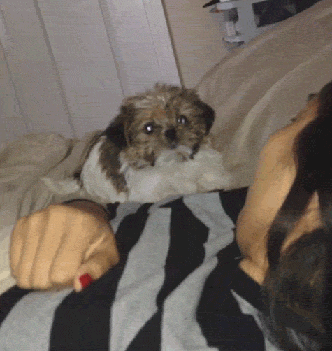 lx7lojza67kr.gif