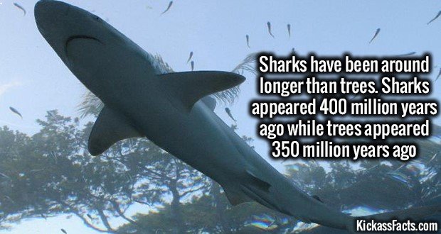 1273-Sharks-vs-Trees.jpg