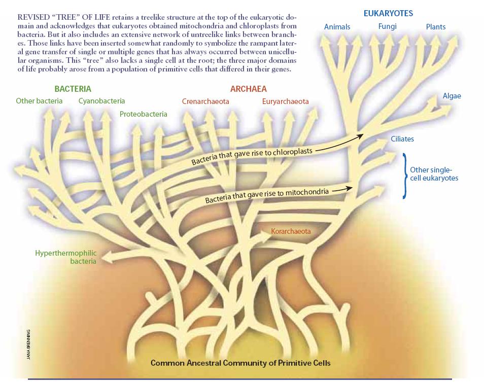 Web_Of_Life.jpg