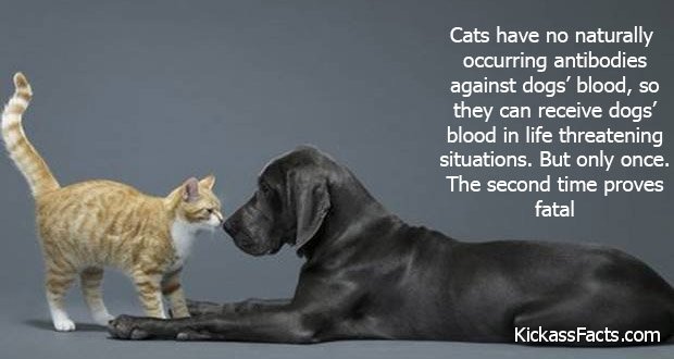 234CatDog.jpg