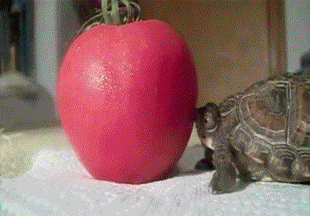tumblr_mf7w8xy1ly1rjcfxro1_r1_500.gif