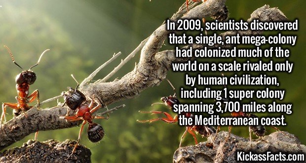 2245-Ant-Mega-Colony.jpg