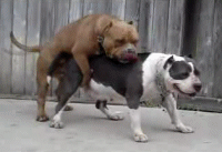 dtyjo5vmmz2t.gif