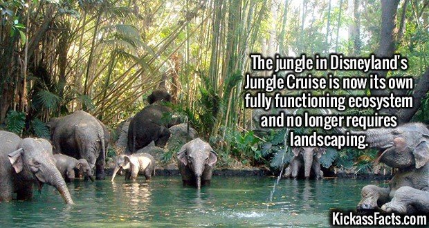 2085-Disneylands-Jungle-Cruise.jpg