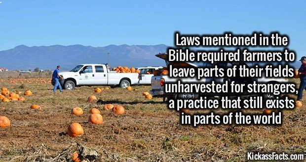 2219-Gleaning1.jpg