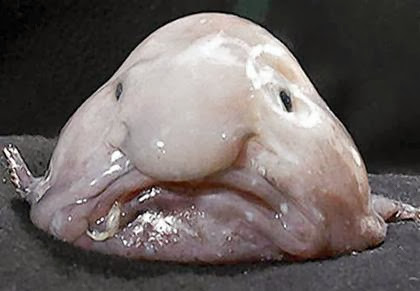 blobfish1.jpg