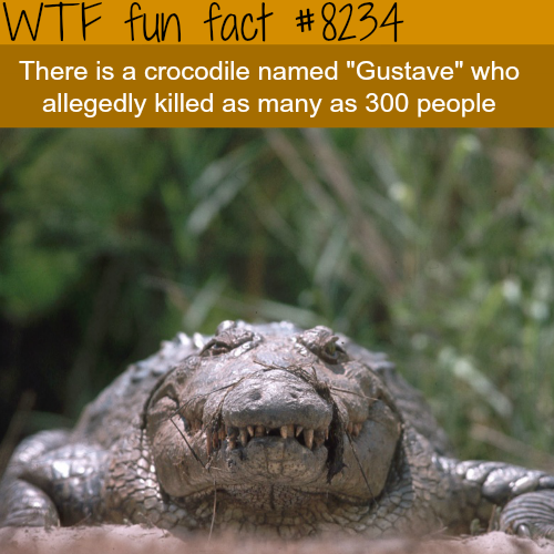 tumblr_p0xl1kctSW1roqv59o1_500.png