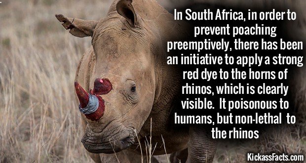 1181-Red-Horn-Rhino.jpg