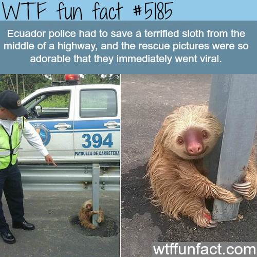 tumblr_o1p3diwOSV1roqv59o1_500.png