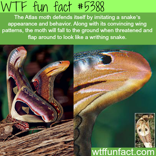 tumblr_o43s7slIb91roqv59o1_500.png
