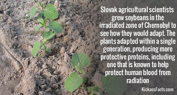 541Soybean.jpg