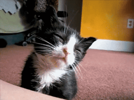 tumblr_mc02okU8Pf1rir4jgo1_500.gif
