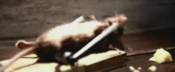 tumblr_lyyz0tGRh21rooohyo1_250.gif