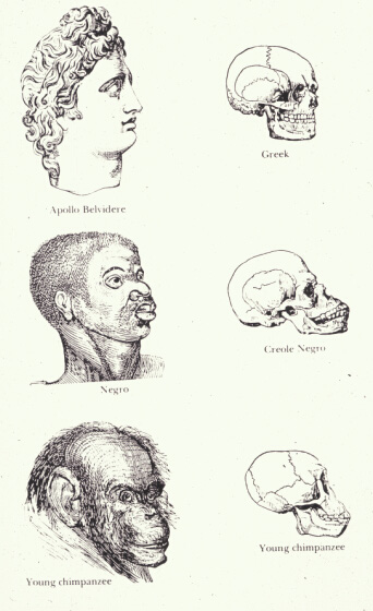 Races_and_skulls.png