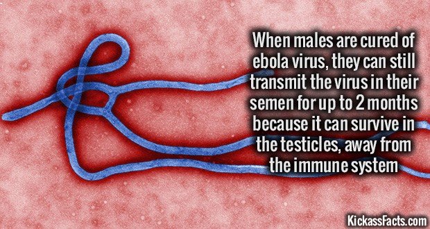 1127-Ebola-virus.jpg