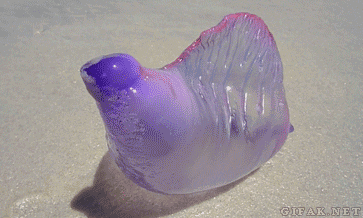 tumblr_nfx0moJkJF1s2yegdo1_400.gif