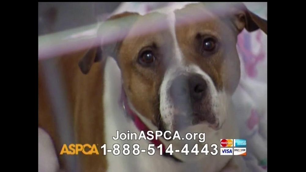 aspca-neglect-and-abused-animals-large-6.jpg