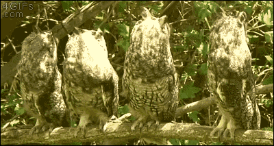 tumblr_nqolo2F2Fg1tlb56zo1_400.gif