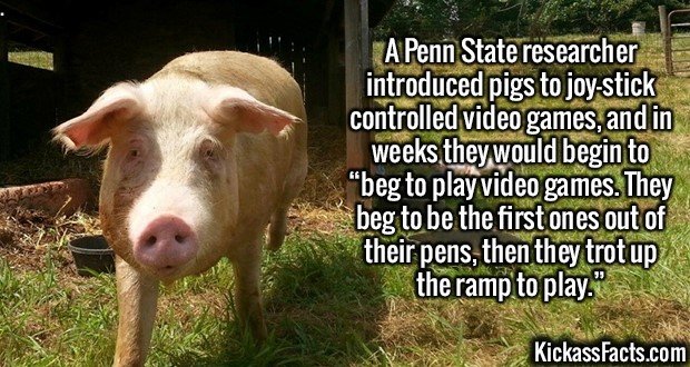 2154-Pigs-Videogames.jpg
