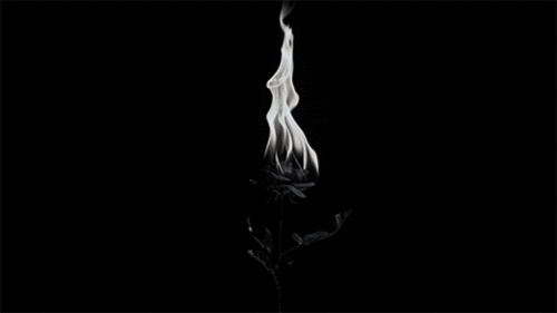 tumblr_mtyid4yG6u1si2z8ro1_500.gif
