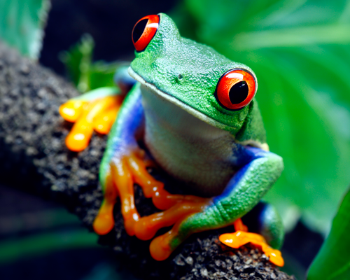 red-eyed-tree-frog.png