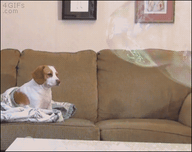 0dszq2seedqj.gif