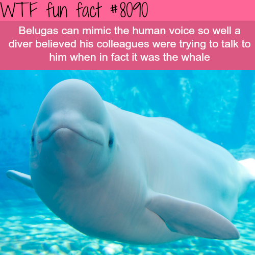 tumblr_oytjn2Fhz41roqv59o1_500.png