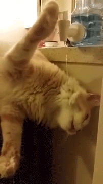 gifs_08.gif