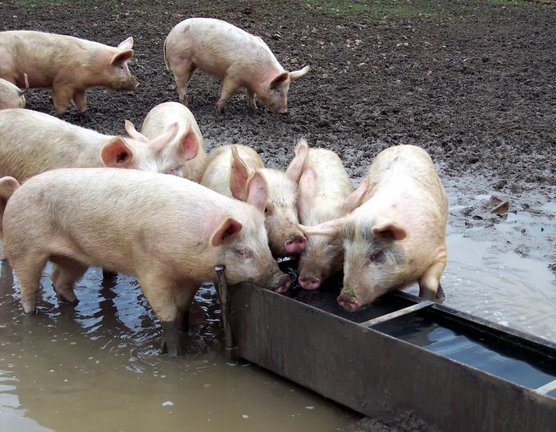 pig_trough.jpg