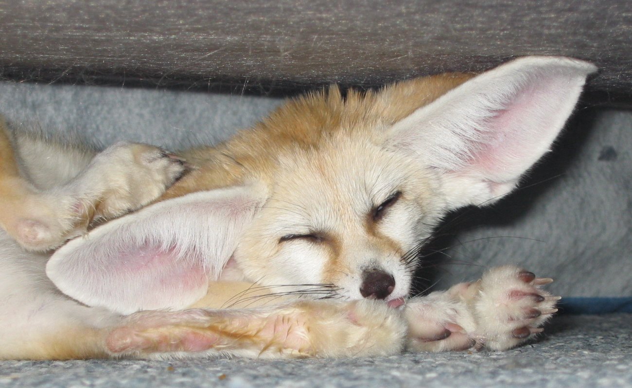 VulpesZerdaScratching_cropped.jpg