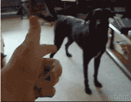 uzk0wn87j3dj.gif