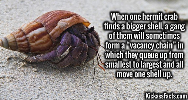 1951-Hermit-Crab.jpg
