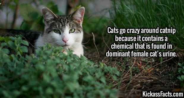 2169-Cats-with-Catnip.jpg