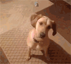 dog-pretends-to-get-shot.gif