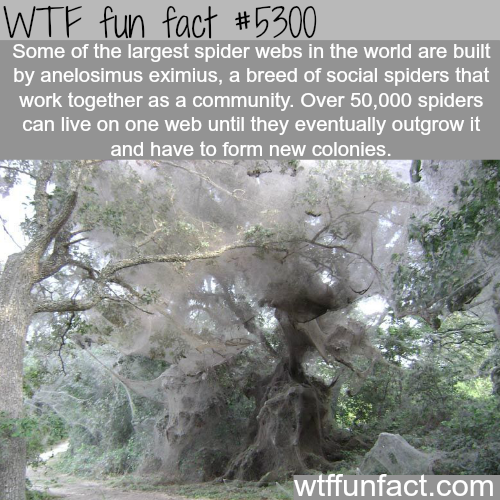 tumblr_o317wuUJxk1roqv59o1_500.png