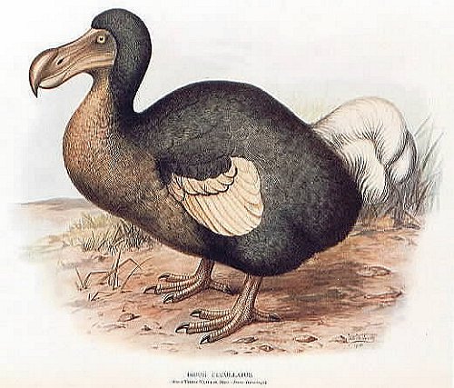 dodo-bird.jpg
