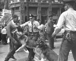 bham-dog1b.jpg
