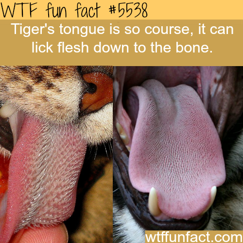 tumblr_o4pfrj76xD1roqv59o1_500.png