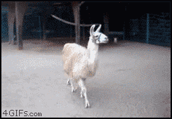 4763_211d.gif