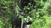 l53n40to78mo.gif