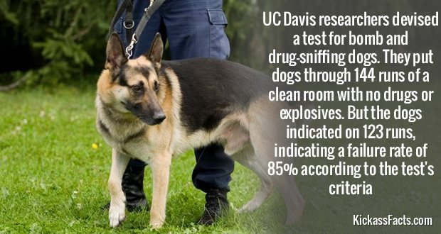 378Drug-SniffingDogs.jpg
