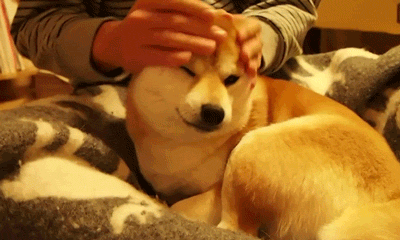 tumblr_mssrdbpg6o1r03eaxo1_400.gif