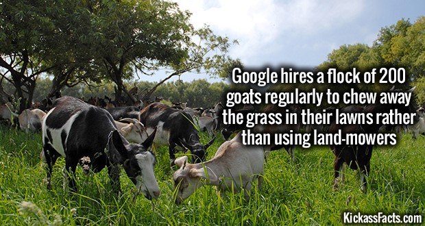 1193-Google-Goats-Grazing.jpg